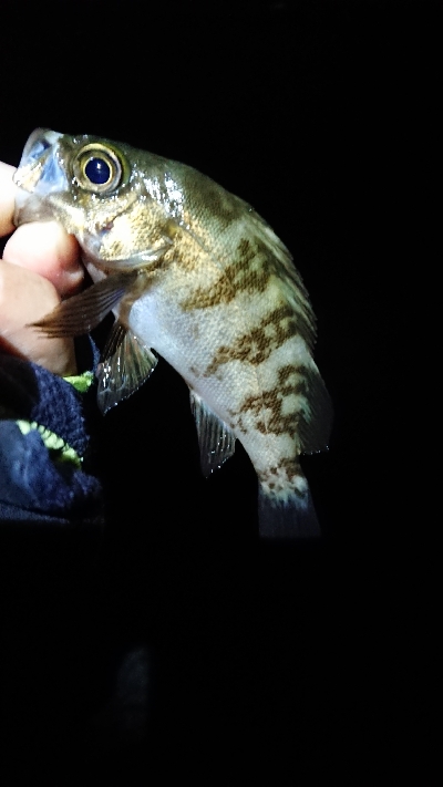 まだまだメバル。