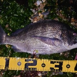 何か釣れるかな釣行