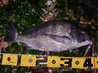 何か釣れるかな釣行