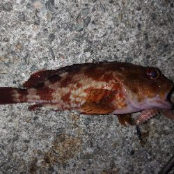 ロックフィッシュ釣行