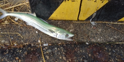 岩船港　サゴシ　50cm