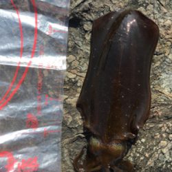 晩酌用のおつまみ確保