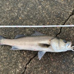雨中のシーバス釣行