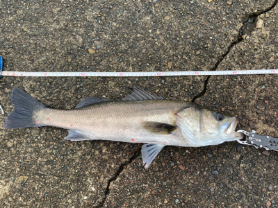雨中のシーバス釣行