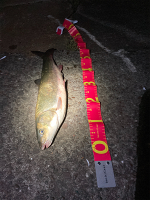 シーンと静まりかえった水面からガバっ!