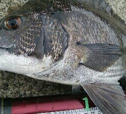 『釣りデビュー(^^)』189日目