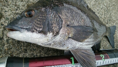 『釣りデビュー(^^)』189日目