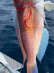 いつものポイントでジギング、タイラバ釣行