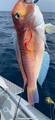 いつものポイントでジギング、タイラバ釣行