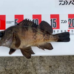 マイクロジグでメバル