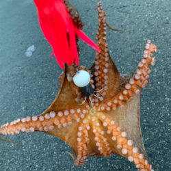 結局タコに癒されてます（笑）