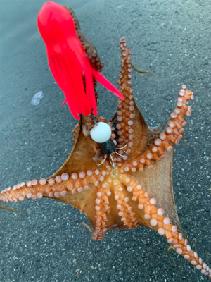 結局タコに癒されてます（笑）