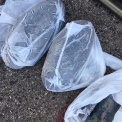 甲イカの活性大