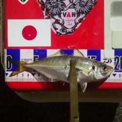 アジング練習　306