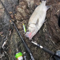 青物からのヒラスズキ