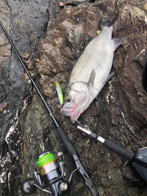 青物からのヒラスズキ