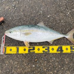 ショアプラっキング練習