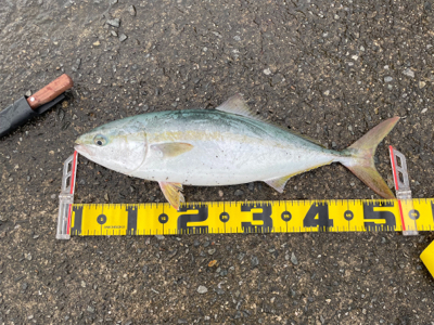 ショアプラっキング練習