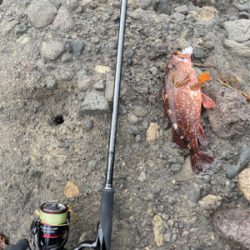 お目当て現れず