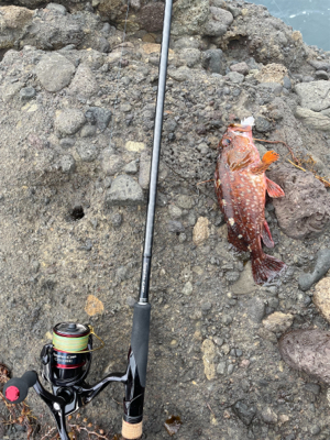 お目当て現れず