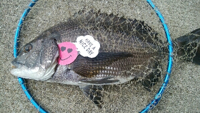 『釣りデビュー(^-^*』191日目