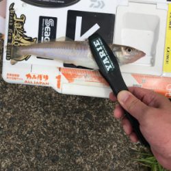 のんびりチョイ投げ