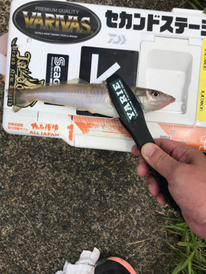 のんびりチョイ投げ