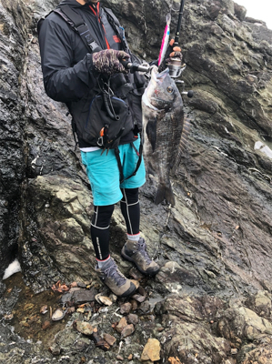 サラシ歳無し黒鯛