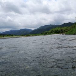 安曇川朽木地区の鮎釣り