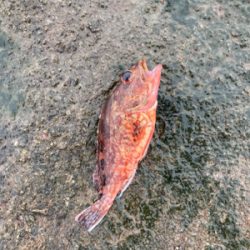 田辺でライトショアジギ