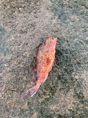 田辺でライトショアジギ