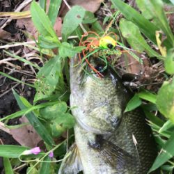 久しぶりのバス