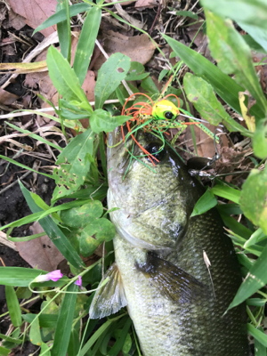 久しぶりのバス