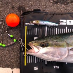 67センチのメジロ