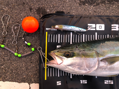 67センチのメジロ