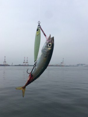 久しぶりLSJするもボトムで小鯖ばかり。。…