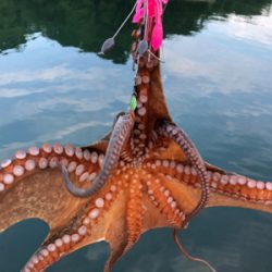 真夏の夜のオクトパッシング0702