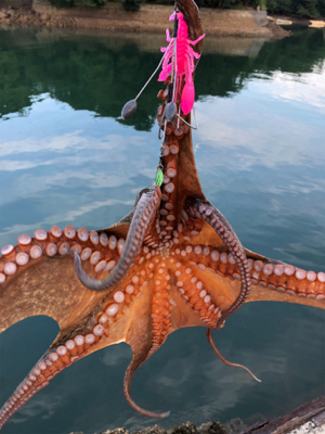 真夏の夜のオクトパッシング0702