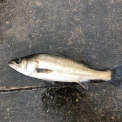 小潮の下潮でエビ撒き