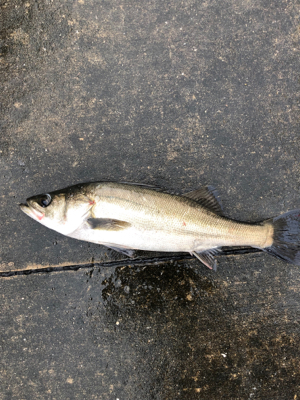 小潮の下潮でエビ撒き