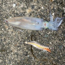 狙い通りですが数は釣れません。