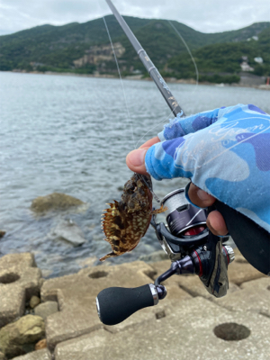 春イカ、ラストかなぁ