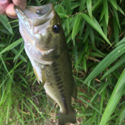 バス釣りええ感じ