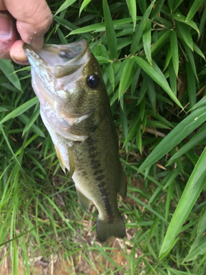 バス釣りええ感じ
