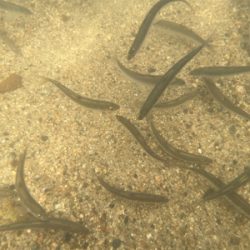 ついでの大川小鮎釣り