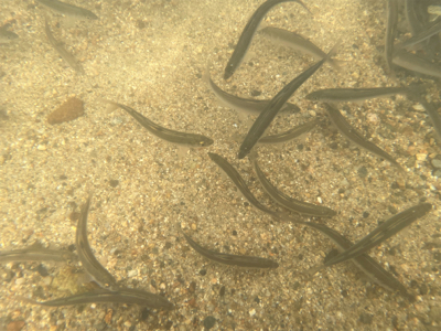 ついでの大川小鮎釣り