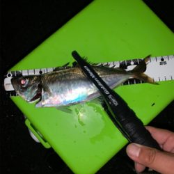 まだまだ少ないアジ・・・