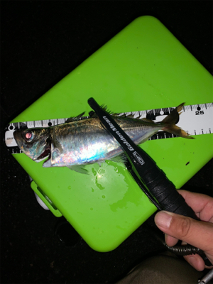 まだまだ少ないアジ・・・