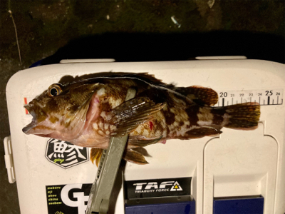 ガシラと子サバ