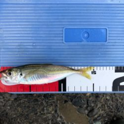 豆アジ、豆サバ